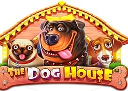 Dog House Casino Game  Goldwin Casino Online Canada